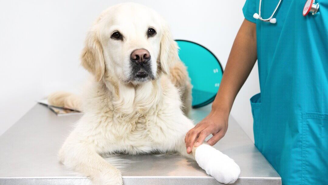 Gastroenteritis in Dogs Symptoms & Treatment Purina